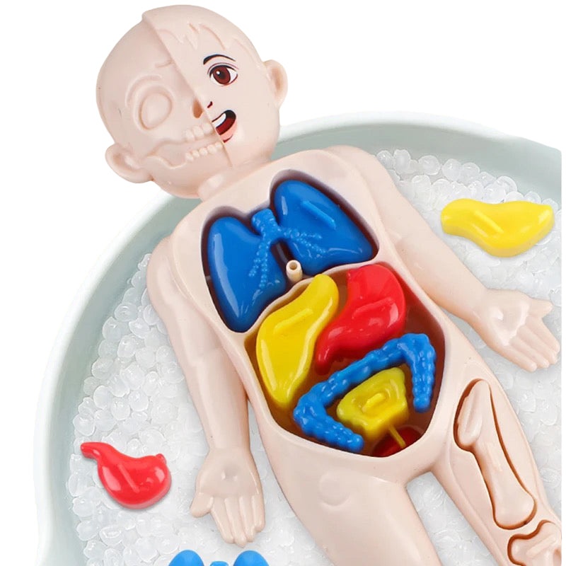 Human Anatomy Doll