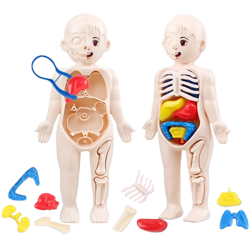 Human Anatomy Doll