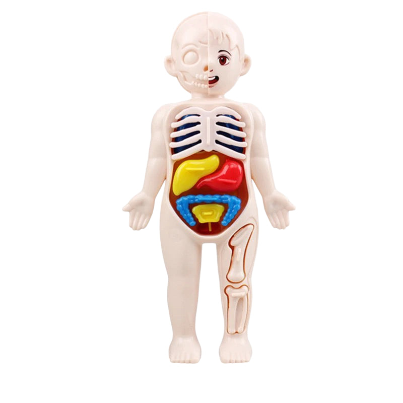 Human Anatomy Doll