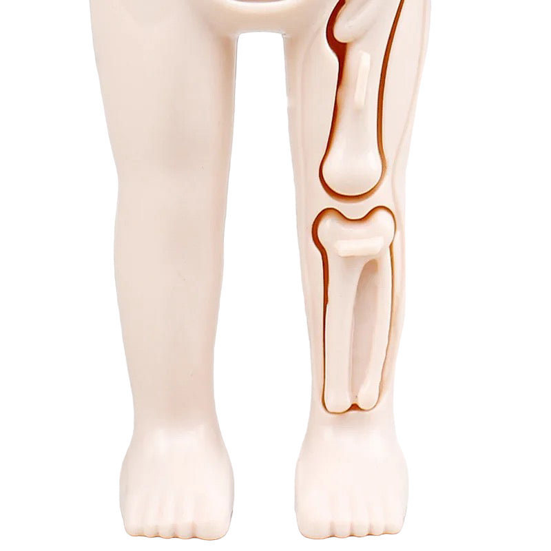 Human Anatomy Doll